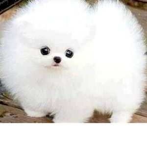 Meet your Posher, Arly